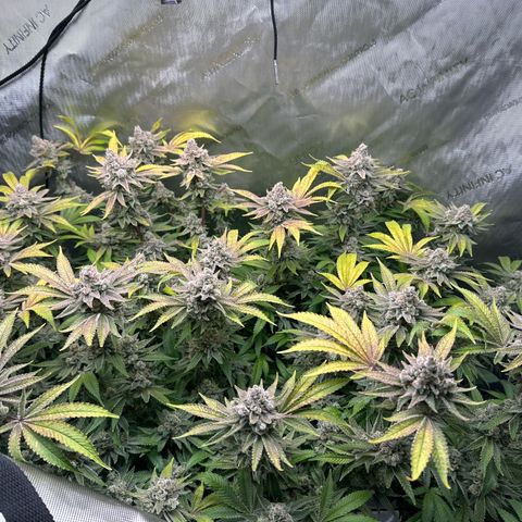 Cafe Racer growlog timeline photo