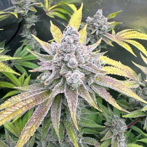Cafe Racer growlog timeline photo