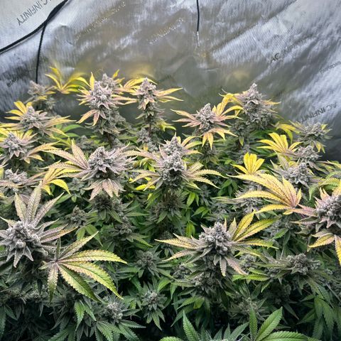 Cafe Racer growlog timeline photo