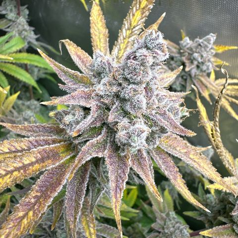 Cafe Racer growlog timeline photo