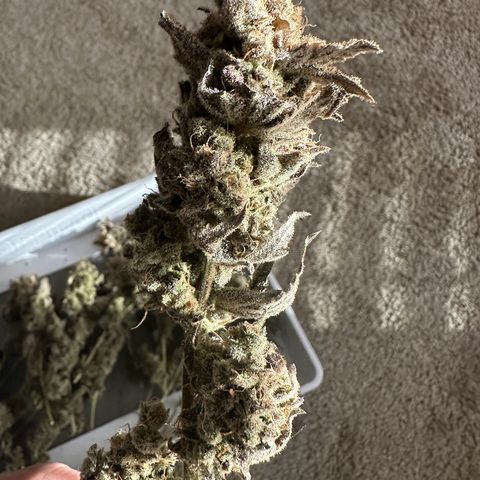 Cafe Racer growlog timeline photo