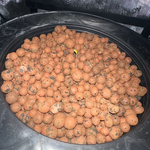 Hella jelly & orange creamsicle  growlog timeline photo