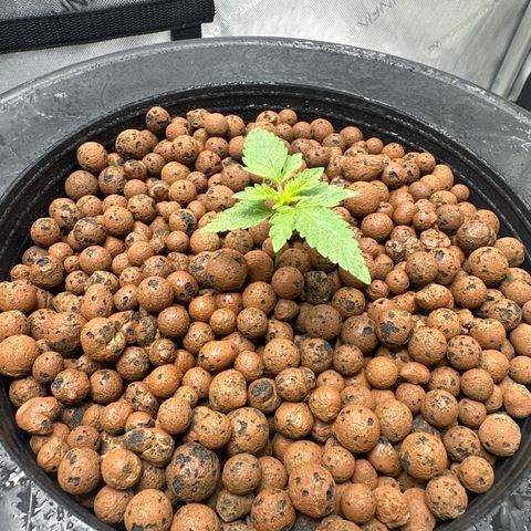 Hella jelly & orange creamsicle  growlog timeline photo