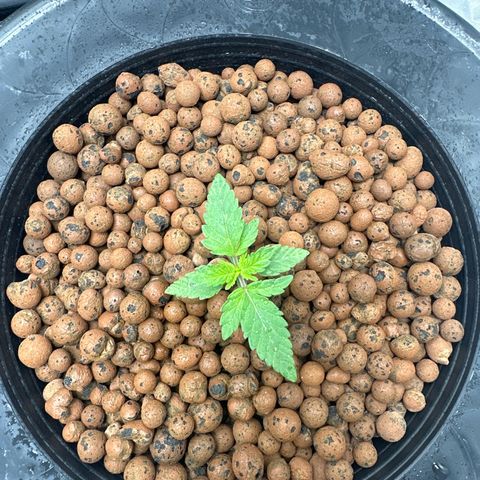Hella jelly & orange creamsicle  growlog timeline photo