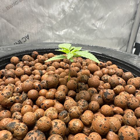 Hella jelly & orange creamsicle  growlog timeline photo
