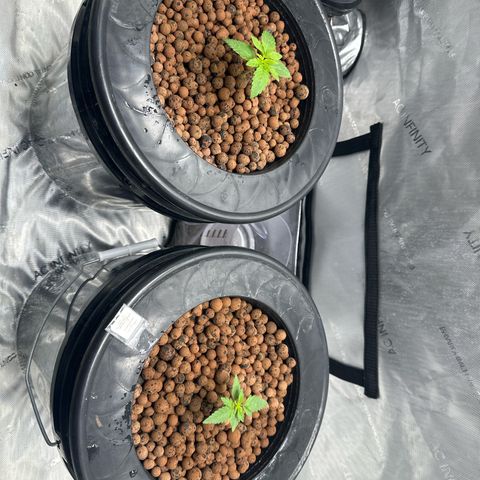 Hella jelly & orange creamsicle  growlog timeline photo