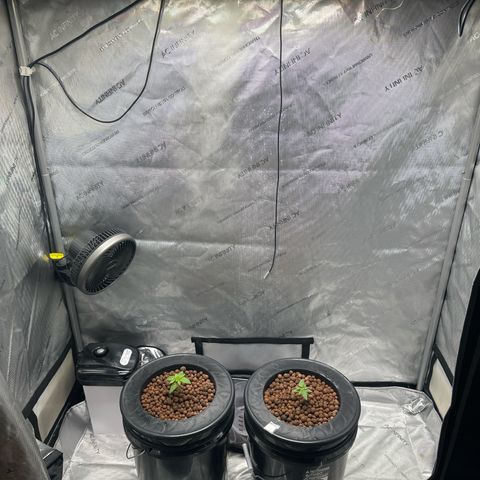 Hella jelly & orange creamsicle  growlog timeline photo