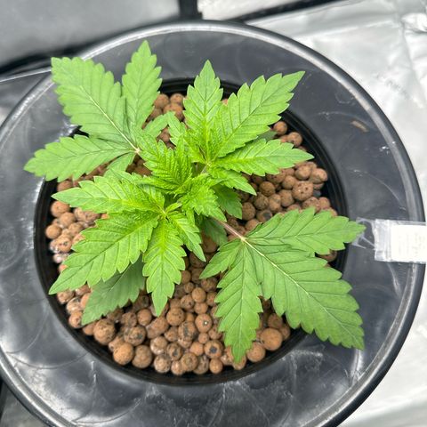 Hella jelly & orange creamsicle  growlog timeline photo