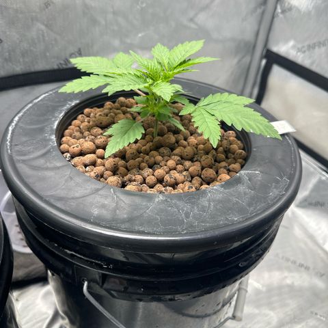 Hella jelly & orange creamsicle  growlog timeline photo