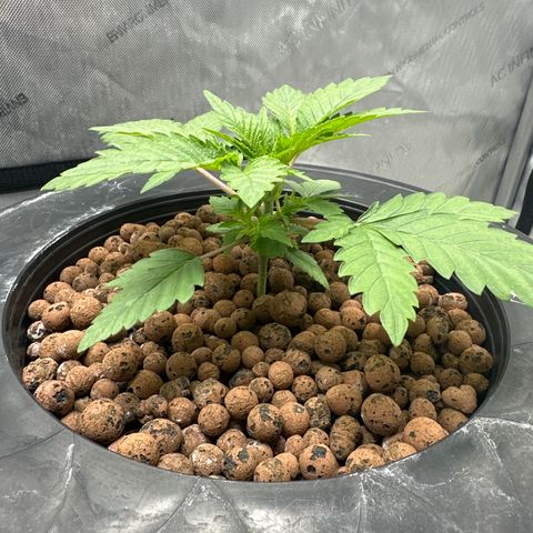 Hella jelly & orange creamsicle  growlog timeline photo