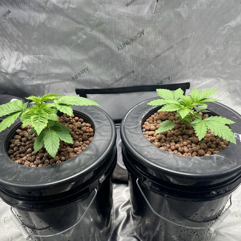 Hella jelly & orange creamsicle  growlog timeline photo