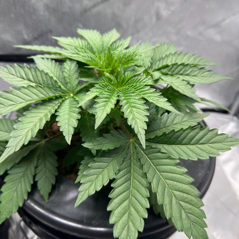 Hella jelly & orange creamsicle  growlog photo: Week 3 of Veg. 
Funny thing she’s actually one week ahead from the other one, I’m guessing she’s a little slow. 