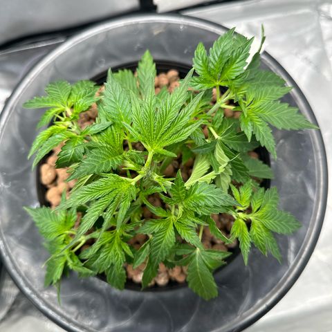 Hella jelly & orange creamsicle  growlog photo: Week 3 of Veg. 
Funny thing she’s actually one week ahead from the other one, I’m guessing she’s a little slow. 