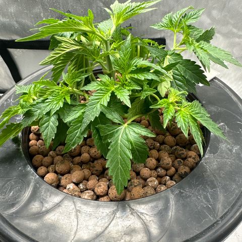 Hella jelly & orange creamsicle  growlog photo: Week 3 of Veg. 
Funny thing she’s actually one week ahead from the other one, I’m guessing she’s a little slow. 