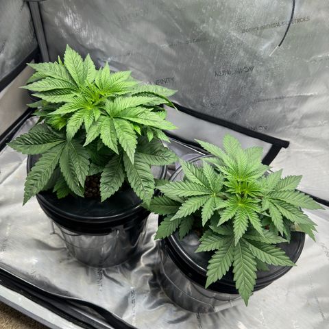 Hella jelly & orange creamsicle  growlog photo: Week 3 of Veg. 
Topped off and start of LST. 