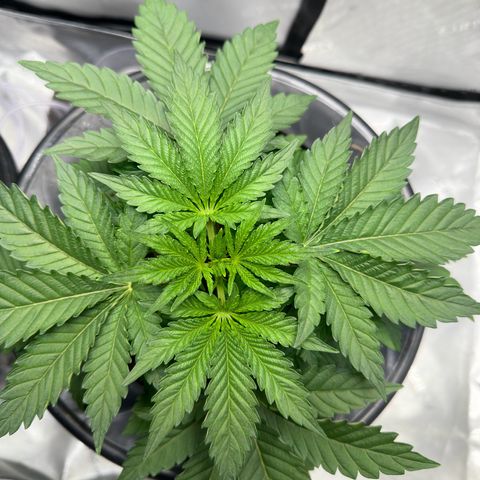Hella jelly & orange creamsicle  growlog photo: Week 3 of Veg. 
Topped off and start of LST. 