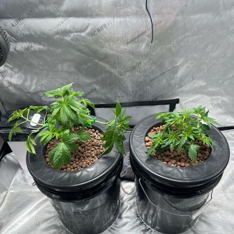 Hella jelly & orange creamsicle  growlog photo: Week 3 of Veg. 
Topped off and start of LST. 