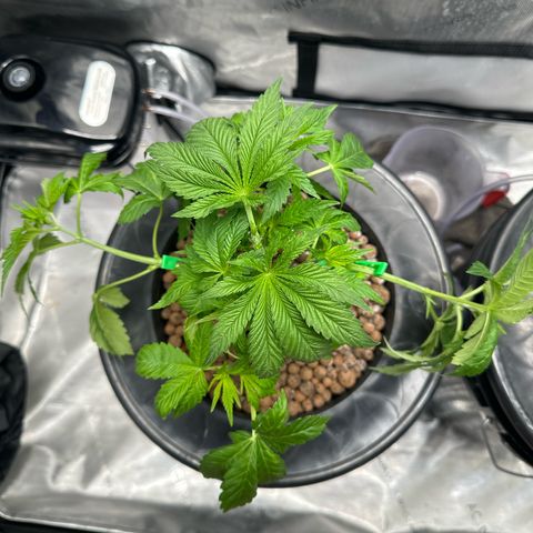 Hella jelly & orange creamsicle  growlog photo: Week 3 of Veg. 
Topped off and start of LST. 