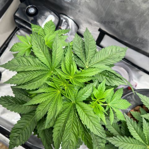 Hella jelly & orange creamsicle  growlog photo: Week 3 of Veg. 
Topped off and start of LST. 