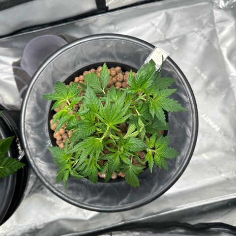 Hella jelly & orange creamsicle  growlog photo: Week 3 of Veg. 
Topped off and start of LST. 