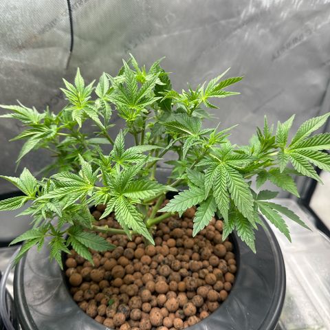 Hella jelly & orange creamsicle  growlog photo: Week 5 of veg
Lil runt