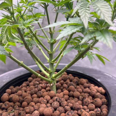 Hella jelly & orange creamsicle  growlog photo: Week 5 of veg
Lil runt