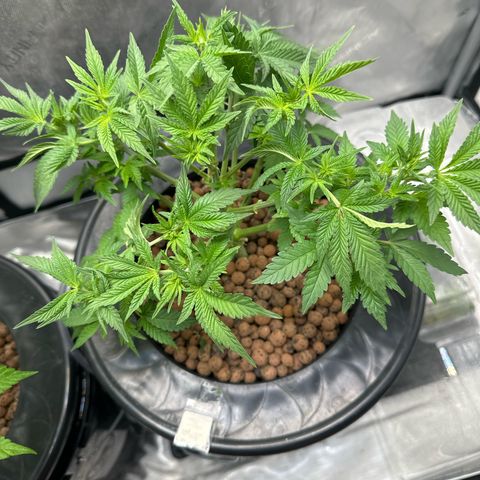Hella jelly & orange creamsicle  growlog photo: Week 5 of veg
Lil runt