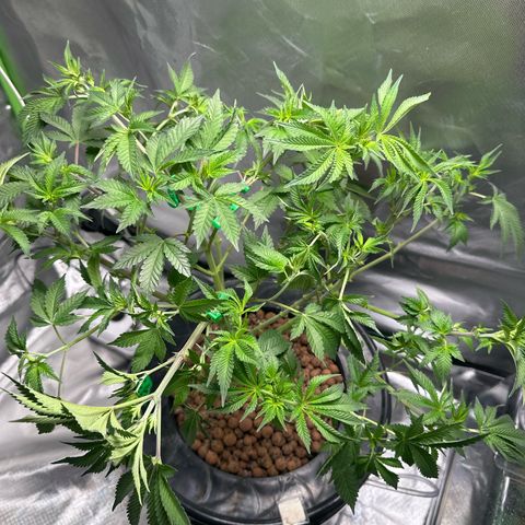 Hella jelly & orange creamsicle  growlog timeline photo