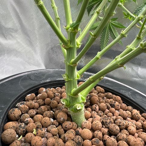 Hella jelly & orange creamsicle  growlog timeline photo