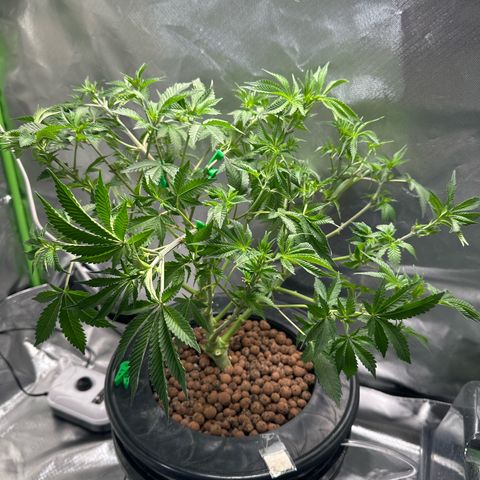 Hella jelly & orange creamsicle  growlog photo: Still in veg, slow grow 