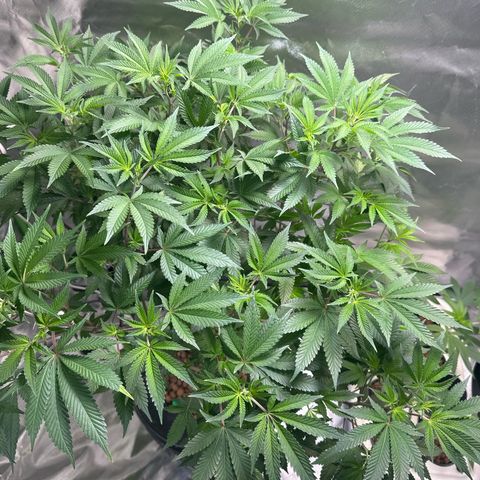 Hella jelly & orange creamsicle  growlog timeline photo