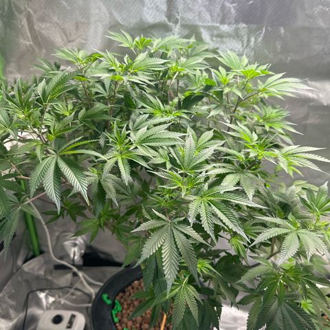 Hella jelly & orange creamsicle  growlog timeline photo