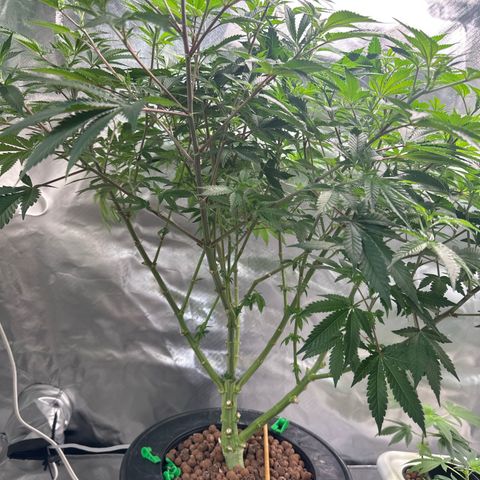 Hella jelly & orange creamsicle  growlog timeline photo