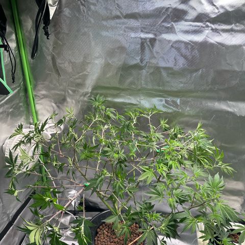 Hella jelly & orange creamsicle  growlog timeline photo
