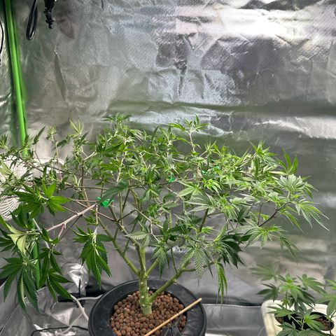Hella jelly & orange creamsicle  growlog timeline photo