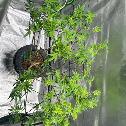 Hella jelly & orange creamsicle  growlog timeline photo