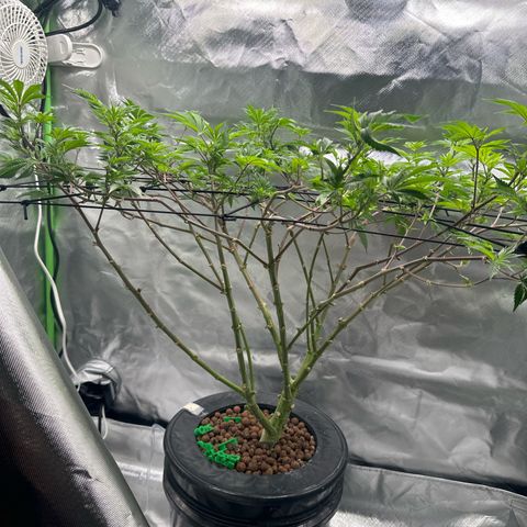 Hella jelly & orange creamsicle  growlog timeline photo