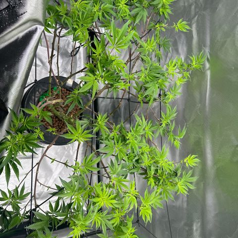Hella jelly & orange creamsicle  growlog timeline photo