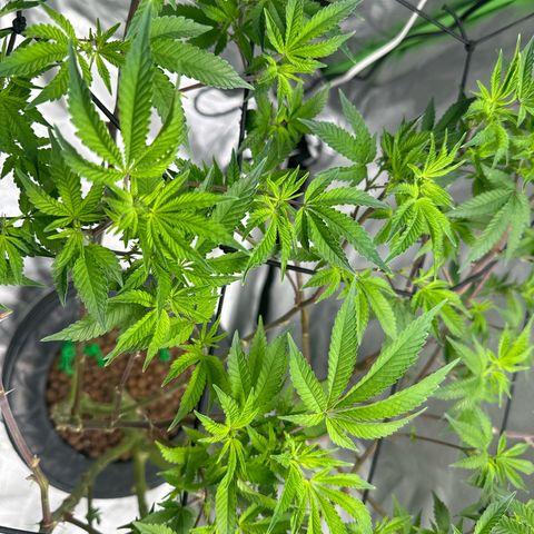 Hella jelly & orange creamsicle  growlog timeline photo