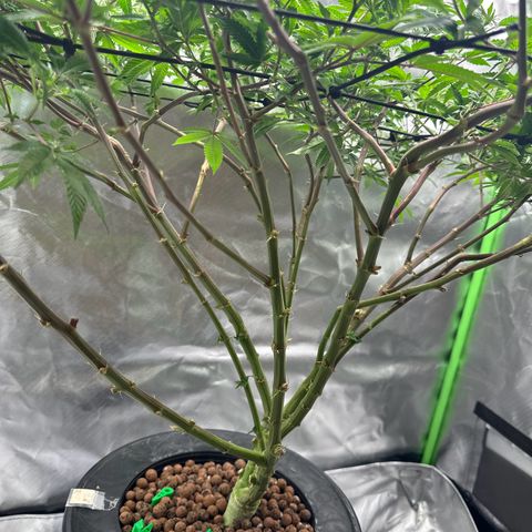 Hella jelly & orange creamsicle  growlog timeline photo