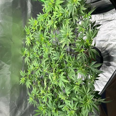 Hella jelly & orange creamsicle  growlog timeline photo