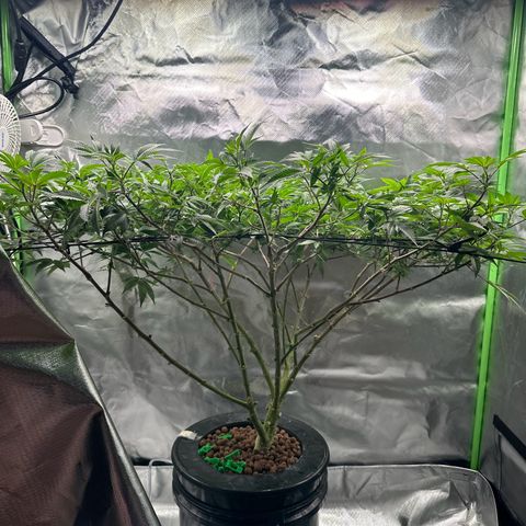Hella jelly & orange creamsicle  growlog timeline photo