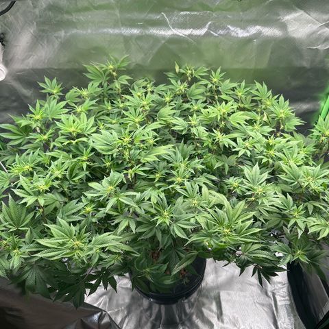 Hella jelly & orange creamsicle  growlog photo: Week 3 of flower