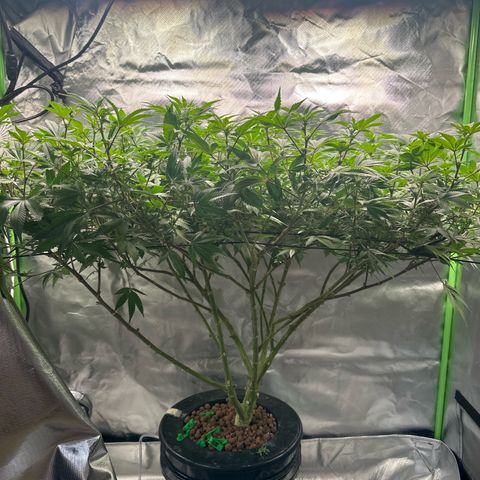 Hella jelly & orange creamsicle  growlog photo: Week 3 of flower