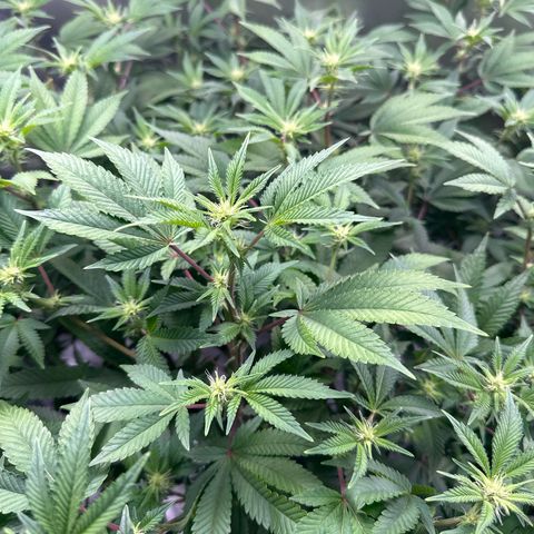 Hella jelly & orange creamsicle  growlog photo: Week 3 of flower