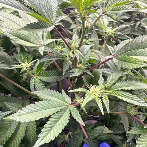 Hella jelly & orange creamsicle  growlog photo: Week 3 of flower