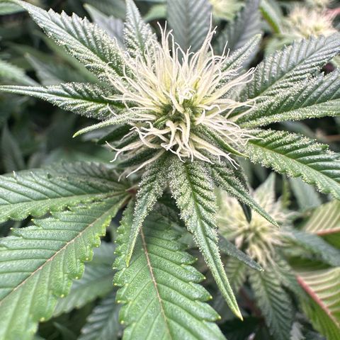 Hella jelly & orange creamsicle  growlog timeline photo