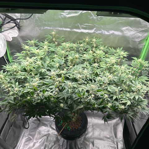 Hella jelly & orange creamsicle  growlog photo: Week 4 of flower