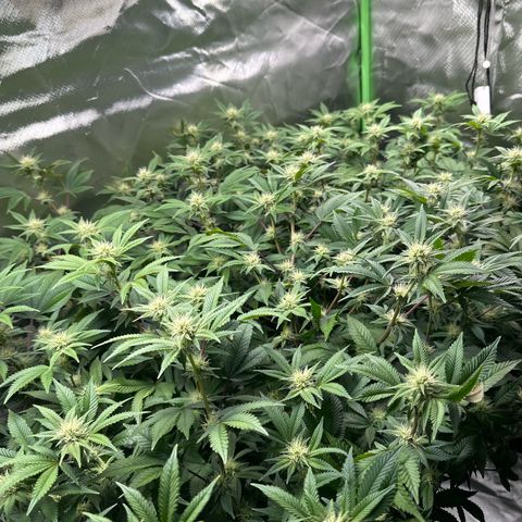 Hella jelly & orange creamsicle  growlog timeline photo