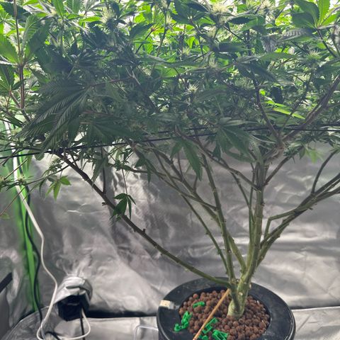 Hella jelly & orange creamsicle  growlog timeline photo